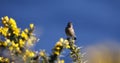 Stonechat perched on a flowering gorse bush