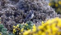 Stonechat perched on a flowering gorse bush