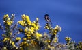 Stonechat perched on a flowering gorse bush