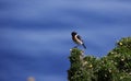 Stonechat perched on a flowering gorse bush