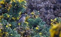 Stonechat perched on a flowering gorse bush