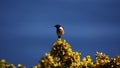 Stonechat perched on a flowering gorse bush