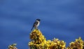 Stonechat perched on a flowering gorse bush