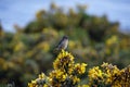 Stonechat perched on a flowering gorse bush