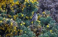 Stonechat perched on a flowering gorse bush