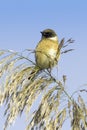 Stonechat resting on reed / Saxicola torquata Royalty Free Stock Photo