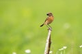 Stonechat with berry
