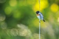 Stonechat, Saxicola rubicola, bird perching Royalty Free Stock Photo