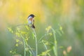 Stonechat, Saxicola rubicola, bird perching Royalty Free Stock Photo