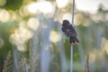 Stonechat, Saxicola rubicola, bird perching Royalty Free Stock Photo