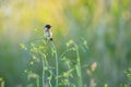 Stonechat, Saxicola rubicola, bird perching Royalty Free Stock Photo