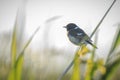 Stonechat, Saxicola rubicola, bird perching Royalty Free Stock Photo