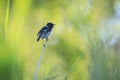 Stonechat, Saxicola rubicola, bird perching Royalty Free Stock Photo