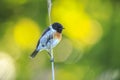 Stonechat, Saxicola rubicola, bird perching Royalty Free Stock Photo