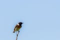 Stonechat, Saxicola rubicola, male bird on branch close-up