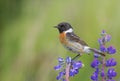 Stonechat - Saxicola rubicola