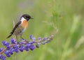 Stonechat - Saxicola rubicola