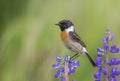 Stonechat - Saxicola rubicola