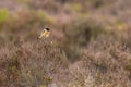 Stonechat (Saxicola rubicola Royalty Free Stock Photo