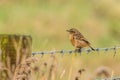 Stonechat (Saxicola rubicola