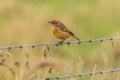 Stonechat (Saxicola rubicola