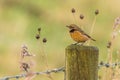 Stonechat (Saxicola rubicola