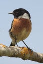 Stonechat (Saxicola torquata) Royalty Free Stock Photo