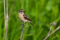 Stonechat (Saxicola torquata)