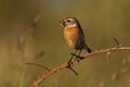 Stonechat, Saxicola torquata