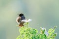 Stonechat sitting in a wild rose at sunset Royalty Free Stock Photo