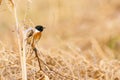 Stonechat (Saxicola torquata) male peaking form behind some bush Royalty Free Stock Photo