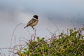 Stonechat (Saxicola torquata) male perched on bush against blue sky Royalty Free Stock Photo