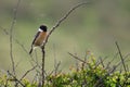 Stonechat (Saxicola torquata) male perched on bush Royalty Free Stock Photo