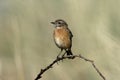 Stonechat, Saxicola torquata