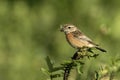 Stonechat, Saxicola torquata