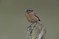 Stonechat, Saxicola torquata