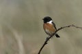 Stonechat, Saxicola torquata Royalty Free Stock Photo