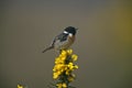 Stonechat, Saxicola torquata