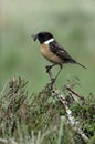 Stonechat, Saxicola torquata