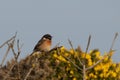 Stonechat singing on a gorse bush Royalty Free Stock Photo