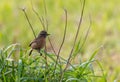 Stonechats 2025! Royalty Free Stock Photo