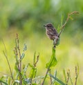 Stonechats 2025! Royalty Free Stock Photo
