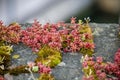 Stonecrop on a brick wall Royalty Free Stock Photo