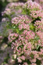 Stonecrop Herbstfreude Royalty Free Stock Photo