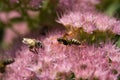 Stonecrop insects