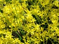 Stonecrop lat. Sedum acre caustic is a small glabrous perennial plant