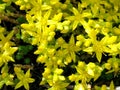 Stonecrop lat. Sedum acre caustic is a small glabrous perennial plant