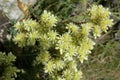 Stonecrop of Nice flower