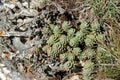 Stonecrop of Nice leaves