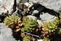 Stonecrop of Nice leaves